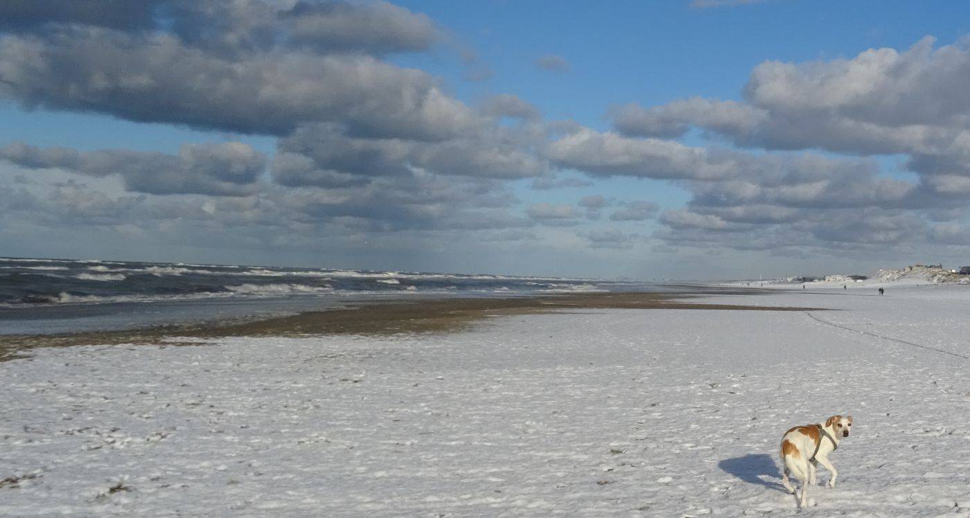 Nepbont is geen bont, actiejournalistiek geen journalistiek